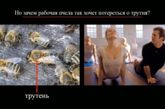 С лева фото пчёл с трутнем по центру, с лева кадр "занятия йогой" из фильма "Чего хотят женщины"